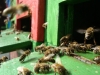 Bienen am Flugbrett