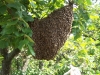 Bienenschwarm an einem Baum