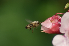 Fliegen im Frühling