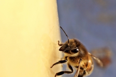 Bienen sind nicht nur an Blumen unterwegs