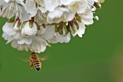 Auch weise Blumen sind lecker