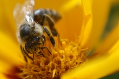Biene mit gelber Blume